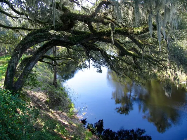 Live oaks arching over a river bank