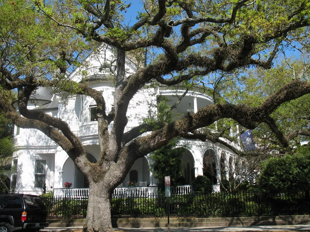 Large live oak in front of a white historic home
