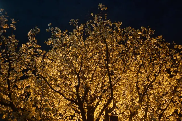 Flowering tree canopy lit from below at night