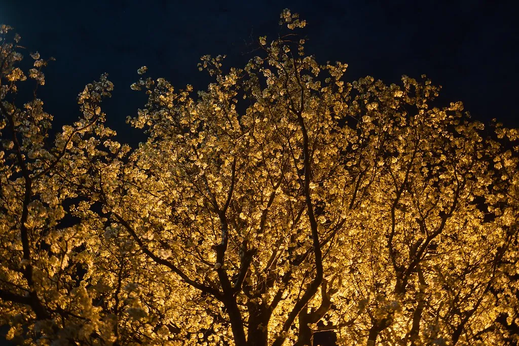 Flowering tree canopy lit from below at night