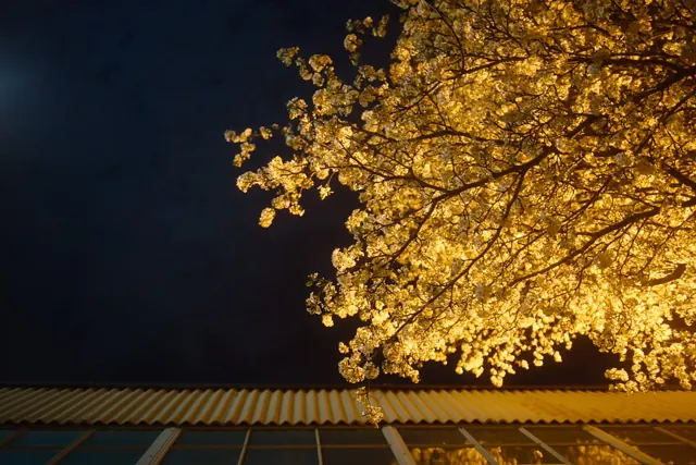 Tree canopy glowing with warm uplighting at night