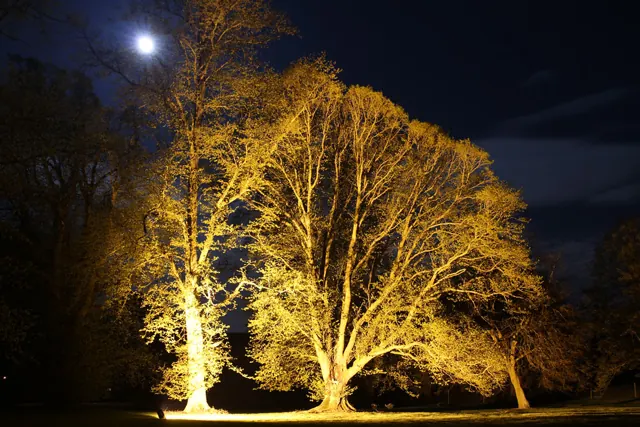 Large trees uplit with warm landscape lighting under a full moon